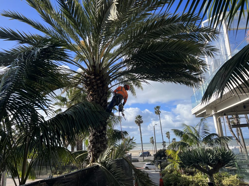 A Worker in a palm tree trimming off branches
