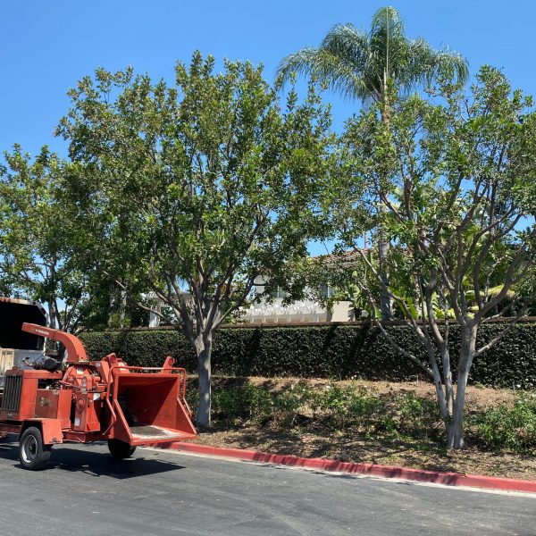 Trees Freshly Trimmed