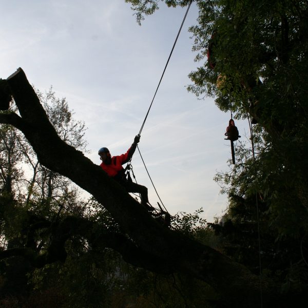 tree-climbers-4820109_1920